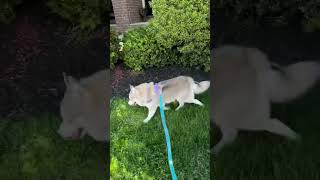 A Peek in the Life of a Dogwalker 🐶🐕‍🦺❤️ doglovers dogwalker doglife pomskypuppy dogvideos [upl. by Partridge]