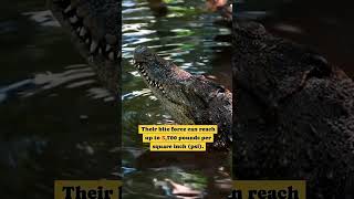 Crocodiles  Interesting animalls animals interestingfacts foryou [upl. by Phyllys]