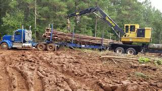 Loblolly pine thinning operation [upl. by Oenire]