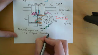 G Protein Coupled Receptors Part 5 [upl. by Aerdnaz]