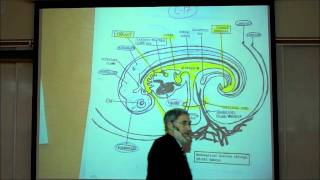 INTRO TO HUMAN EMBRYOLOGY PART 2 by Professor Fink [upl. by Guillema205]