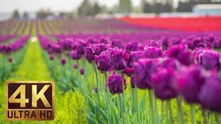 4K  Tulip Flowers  2 Hours Relaxation Video  Skagit Valley Tulip Festival in WA State  Episode 1 [upl. by Lihas]