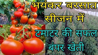 बरसाती टमाटर की खेती। Tomato farming। टमाटर की खेती। Tomato pharming cultivation। [upl. by Auqeenahs]