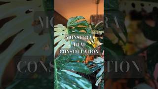 I repotted my Monstera Thai Constellation plants [upl. by Taryn596]