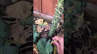 Harvesting dead Brussels sprouts vegetable plant in my vegetable garden [upl. by Whiffen]