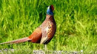 Pheasants screaming  Fazanten gillen Phasianus Colchicus [upl. by Gran]