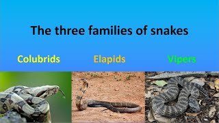 The three families of snakes l Colubrids Elapids and Vipers Please read description [upl. by Hogg]