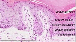 Histology of the Skin [upl. by Seyler]