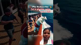 Cat is going shipping water cat movie funny kucing [upl. by Sessler1]