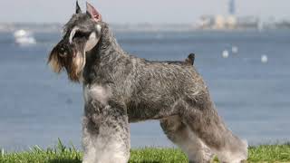 Standard Schnauzer  midsize dog breed [upl. by Ansley357]