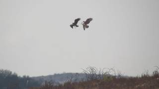 Longlegged Buzzard VS Juv Bonellis Eagle [upl. by Naid]