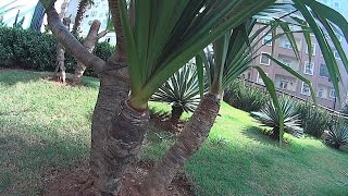 Pandanus Tectorius  Yucca elephantipes [upl. by Weber]