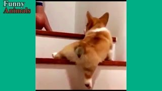 Funny Dogs Vs Stairs  Funny Dog Videos 2017 [upl. by Mcwherter]