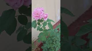 MY Terrace garden rosebloom variety of Roses shorts viralvideo gardeningtips flowergardening [upl. by Eirual]