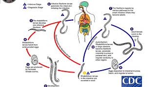 Strongyloides stercoralis lecture 3rd year 20202021 [upl. by Harley]