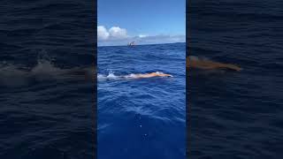 Swimming into the heart of the Atlantic Azores Islands 🌊 [upl. by Stephenie]