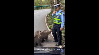 quotWhen Monkeys 🐒🚦🙈Think Theyre Above the Law👮‍♂️quotfunny monkey [upl. by Norha550]