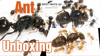 Best Ants UK Ant Unboxing  Giveaway [upl. by Markus]