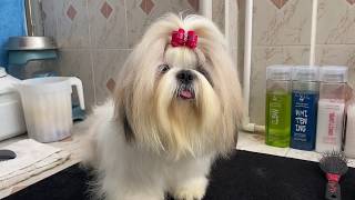 El celo en las perras  TODO LO QUE DEBEMOS SABER  La Casita de los Shih Tzu [upl. by Adnalue]