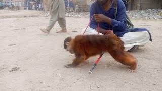 Bandar ka Khel  Bandar ka tamasha  Funny Monkey Dance  Monkey full drama  Bandar Madari ka Khel [upl. by Atnovart60]