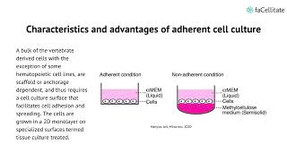 Adherent culture Vs Suspension culture [upl. by Kristian509]