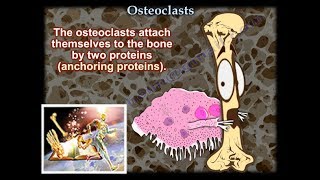 Osteoclasts  Everything You Need To Know  Dr Nabil Ebraheim [upl. by Morry]