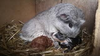 Neugeborene Meerschweinchen  Babys und Mütter sind wohlauf [upl. by Aicul]