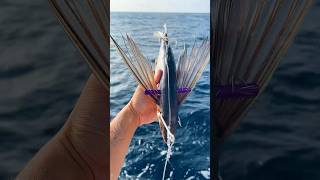 Using FLYING Fish as Bait fishing shorts [upl. by Flower]