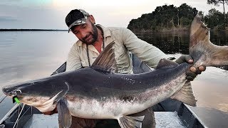 Big Piraiba Catfish in Rio Negro Amazon by Yuri Grisendi [upl. by Noivax]