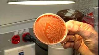 A tour of the Microbiology Lab  Section one [upl. by Honey]