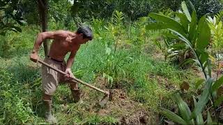 Planting Betel Nut Areca Nut Farm  Sarah Areca Farm [upl. by Sherborne202]