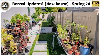 Bonsai Updates  Spring 2024 [upl. by Jariv573]