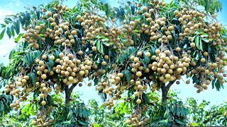 propagate Longan tree tree new the surprising truth about growing Longan tree fruit [upl. by Nidnarb]