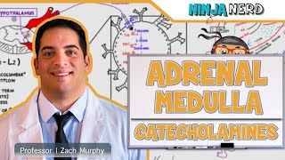 Endocrinology  Adrenal Medulla  Catecholamines [upl. by Yrot]