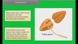 Morphology Of Flowering Plants Flowers [upl. by Neelyaj]