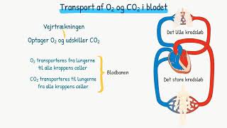 Respirationssystemet Transport af ilt og kuldioxid i blodet [upl. by Rosol]