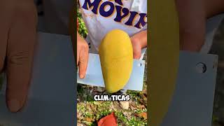 ¿Por Qué Estos Mangos Están Cubiertos con Bolsas Descubre el Motivo 🥭👜 shorts [upl. by Akere]