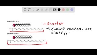 Melting point 2  Explain why the melting point of palmitic acid C16 is 6… [upl. by Ellehcer]
