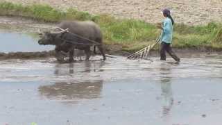 Carabao Plowing in rice fields in the Philippines [upl. by Mattland]