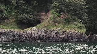 PIER CELLARS  CAWSAND BAY [upl. by Ahsiekam95]