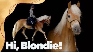 Blondschopf auf dem Buchenhof ein Haflinger zieht ein ☺️ [upl. by Willdon]