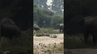 jimcorbett dhikala dhela jhirna forest junglesafari [upl. by Tnirb639]