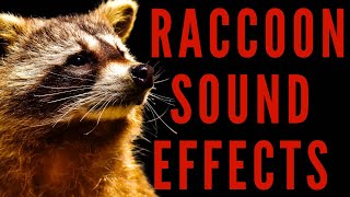 WHAT DOES RACCOON SOUND LIKE  Raccoon Sound Effects  maktubytv [upl. by Akcirre786]