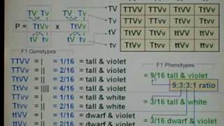 Genetics Dihybrid Cross 04 [upl. by Saimon]