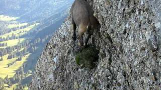 Steinbock auf dem Speer Kletterweg [upl. by Leventhal]