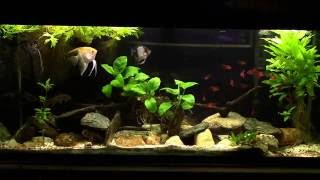 I Have to Recant My Statements about Air Stones in the Planted Tank [upl. by Yklam841]