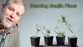 Bonsaify  How to Style Bunjin Pines and Make them Dance [upl. by Yekcin775]