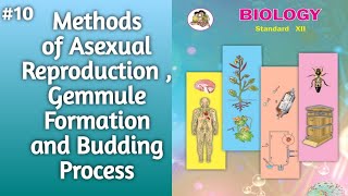 Methods of Asexual Reproduction l Gemmule Formation and Budding Process Explained l 12thclassbiology [upl. by Dnomed]