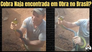 Cobra Naja no Brasil [upl. by Jehias]