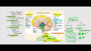 Lecture Video 1 The Brain [upl. by Eidnalem]